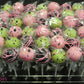 Acrylic Cake Pop Stand - Holds 42 Cake Pops (Cake Pops Not Included) - Candy's Cake Pops
